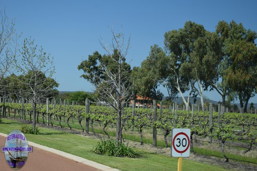 Grape vines in the Swan Valley